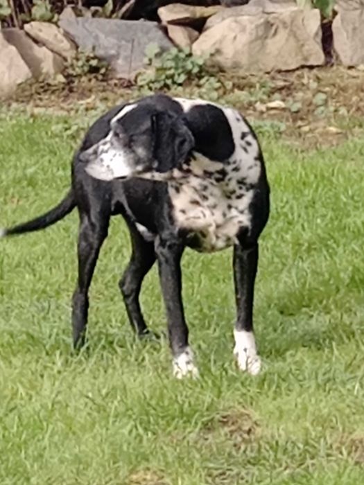 Psy miesszance z dalmatynczykiem