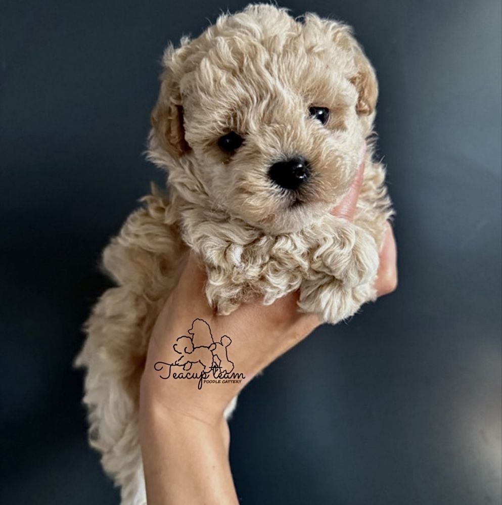 Bichpoo, pudel toy chiny,  maltipoo, bichon frise
