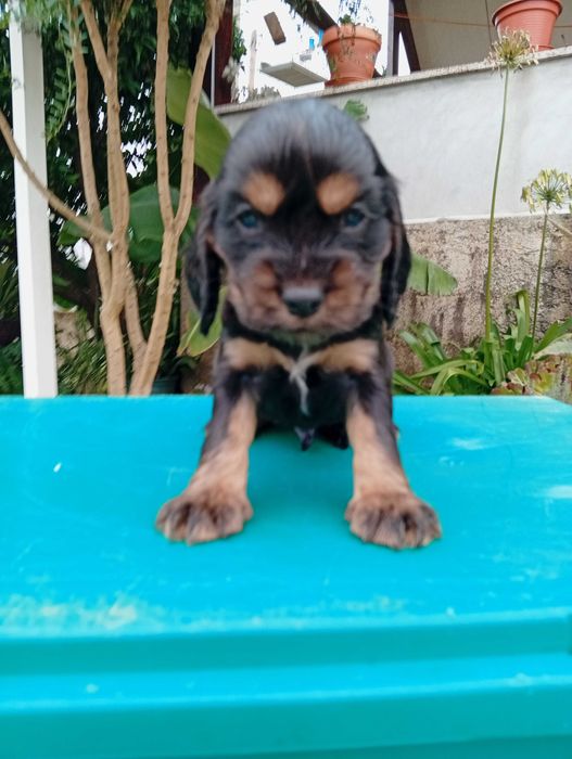 Coocker spaniel inglês