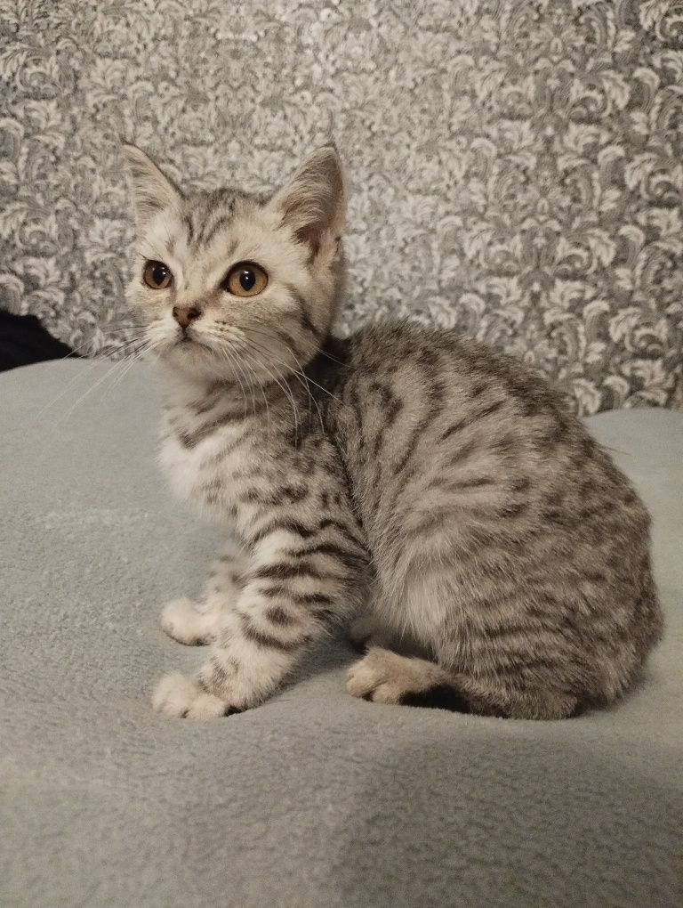 Шотландські кошенята