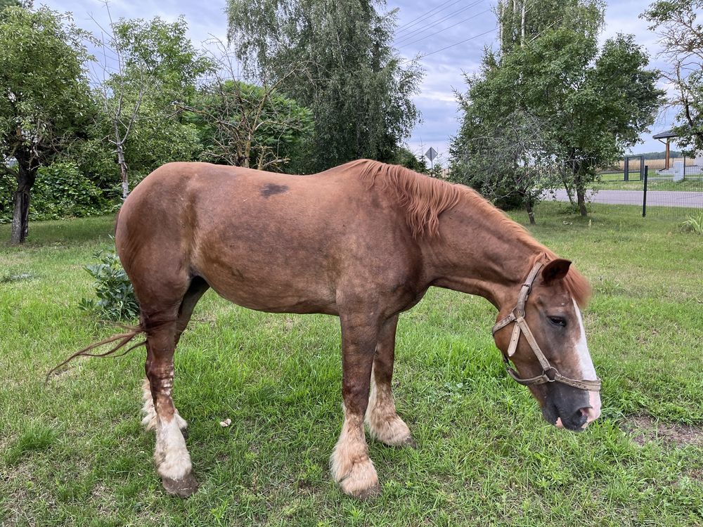 Kobyla zimnokrwista
