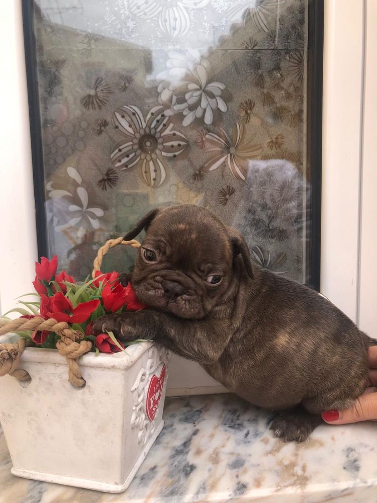 Bulldog francês   macho top exotico