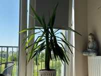 Juka domowa, yucca, jukka, palma, drzewko, dracena