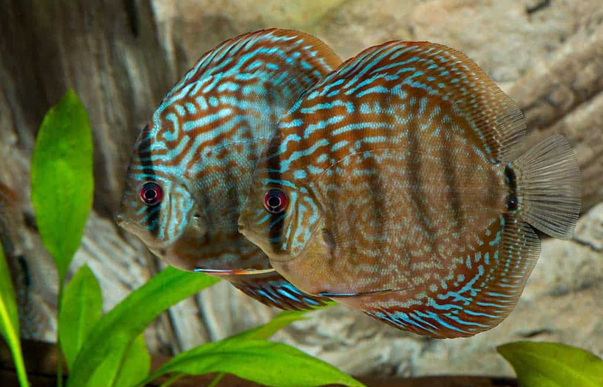 Paletka - Dyskowiec - ROYAL PURPLE - Symphysodon discus - SELEKCJA