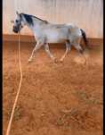 Cavalo PSL inteiro montado 12 anos