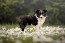 Sprzedam szczeniaka Border Collie  Dogoterapia Suczka Czarno Biała FCI