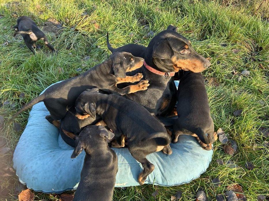 Doberman szczenie.