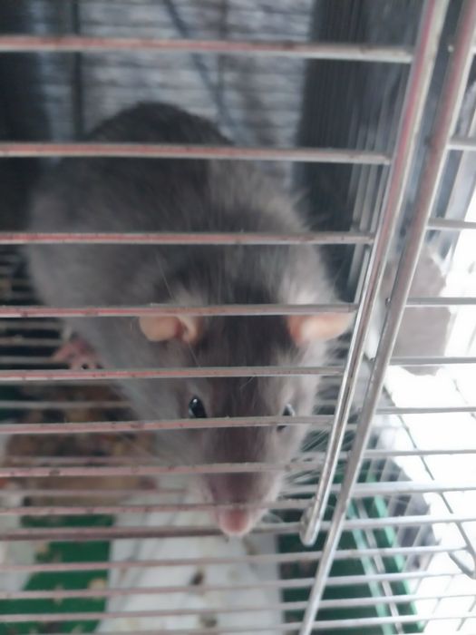 Продам крыс Дамбо