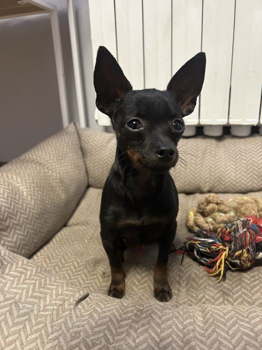 Uroczy 6-miesięczny ratlerek szuka nowego domu