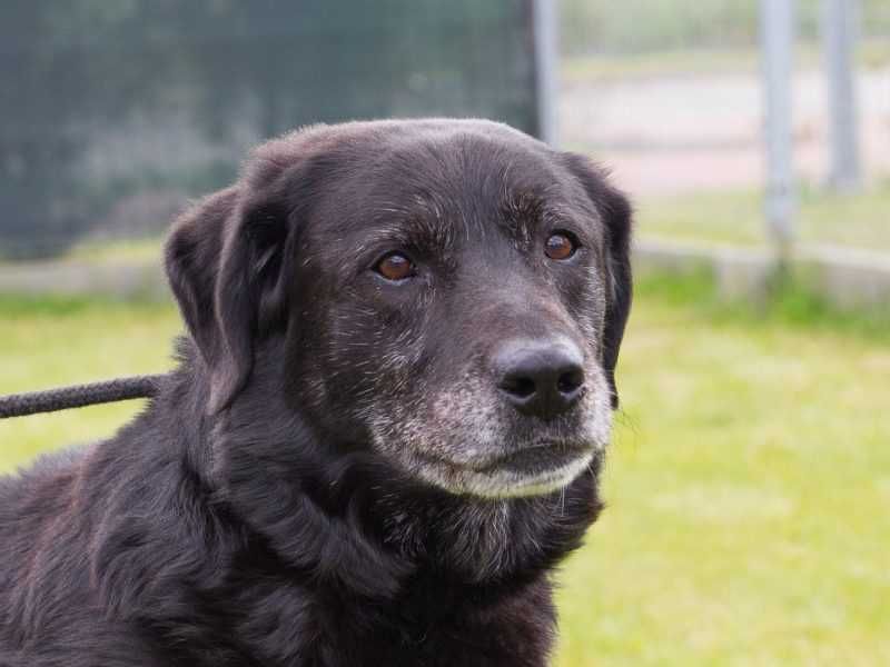 Liber - w typie Labrador; przyjazny, wesoły i spokojny