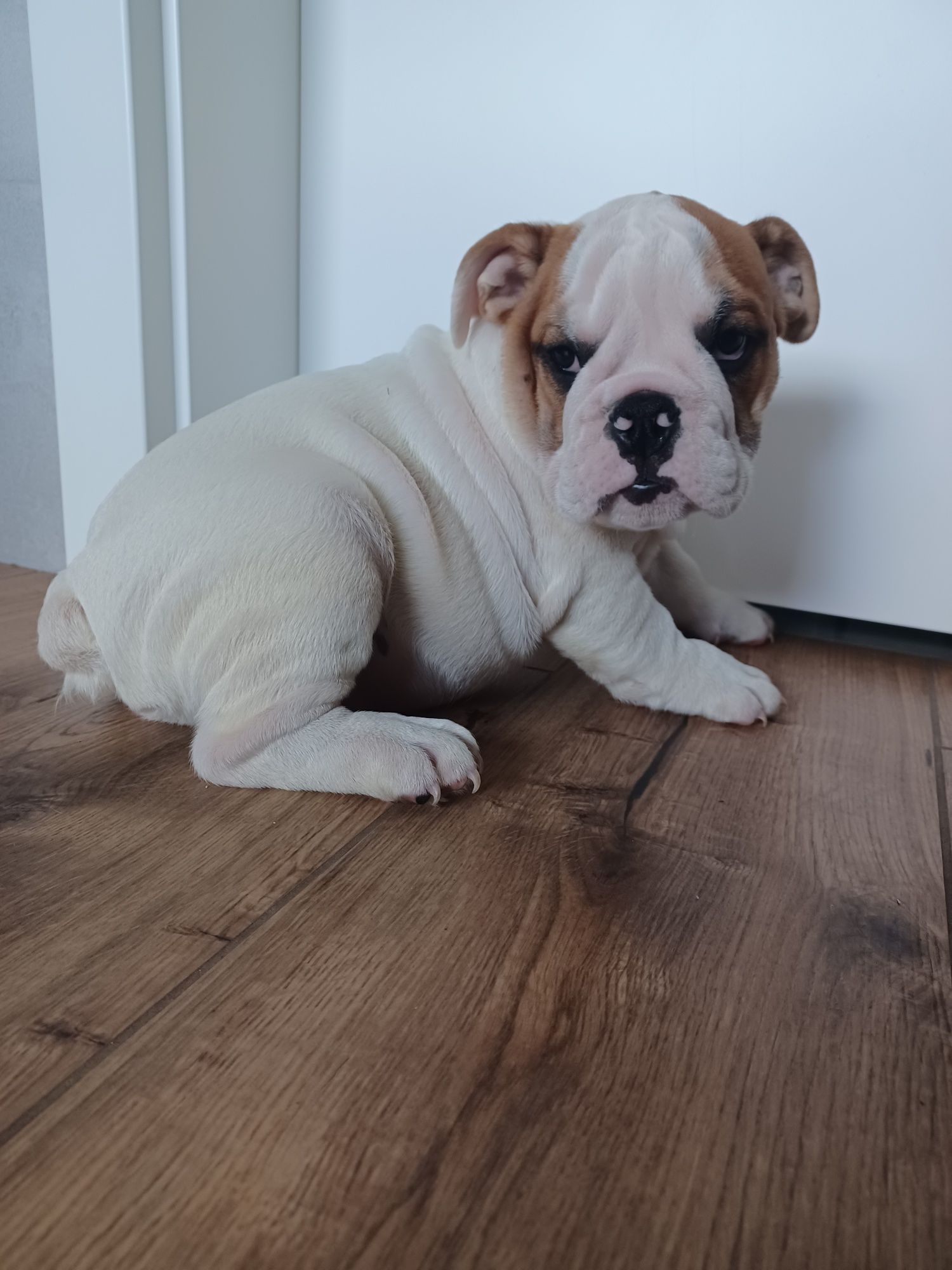Szczeniak buldog angielski