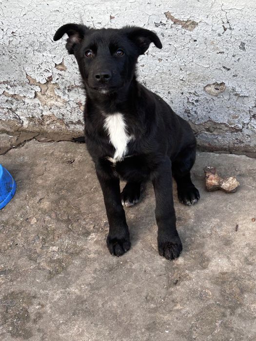 Хлопчик 5місяців,Щеплення від сказу,вихований