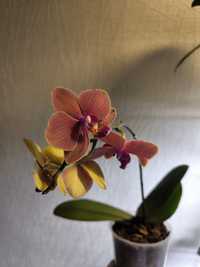 Орхідея мультіфлора