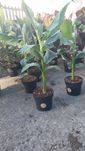 Musa Basjoo bananowiec japonski 90 cm mrozoodporny roslina egzotyczna