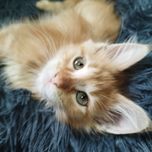 Kocurek nr 2 Maine Coon