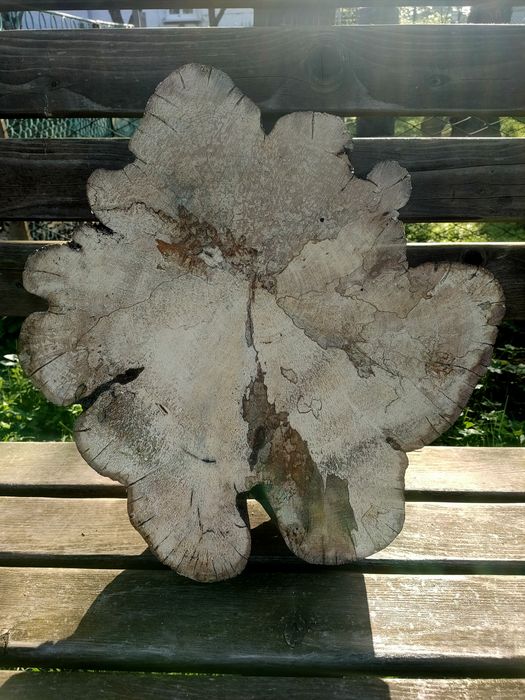 Торцевий зріз. Шпальт дерево груша