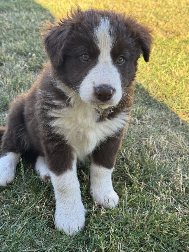 Border Collie czekoladowy .gotowy do odbioru