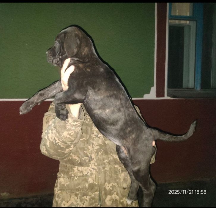 Продам кане корсо.чистокровні.з документами.