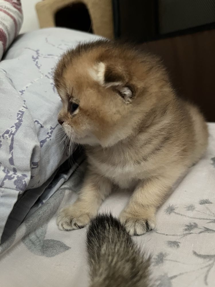 Шотландські кошенята золота шиншила