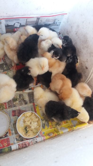 Jajka legowe kur niosek mix odmian