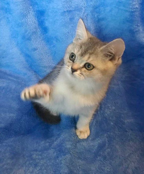 Очень умная чистокровная шотландская девочка тикированная шиншилла