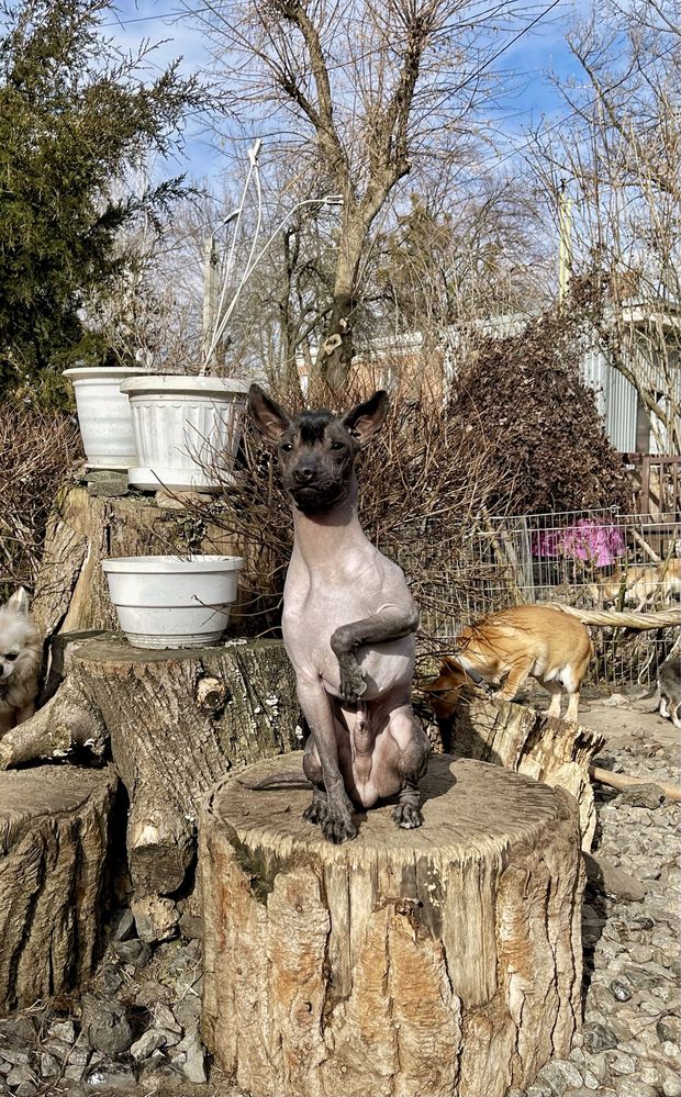 Голая мексиканская собака размер мини. Мальчик