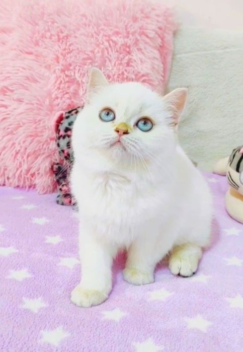 Синеглазая красотка шотландочка