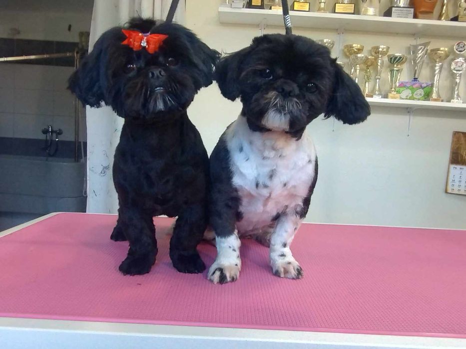 Śliczny szczeniak chlopiec