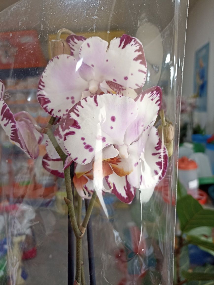 Орхідеї квітучі 2-х гілкові