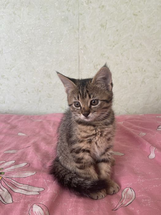 Кошенятко дівчинка