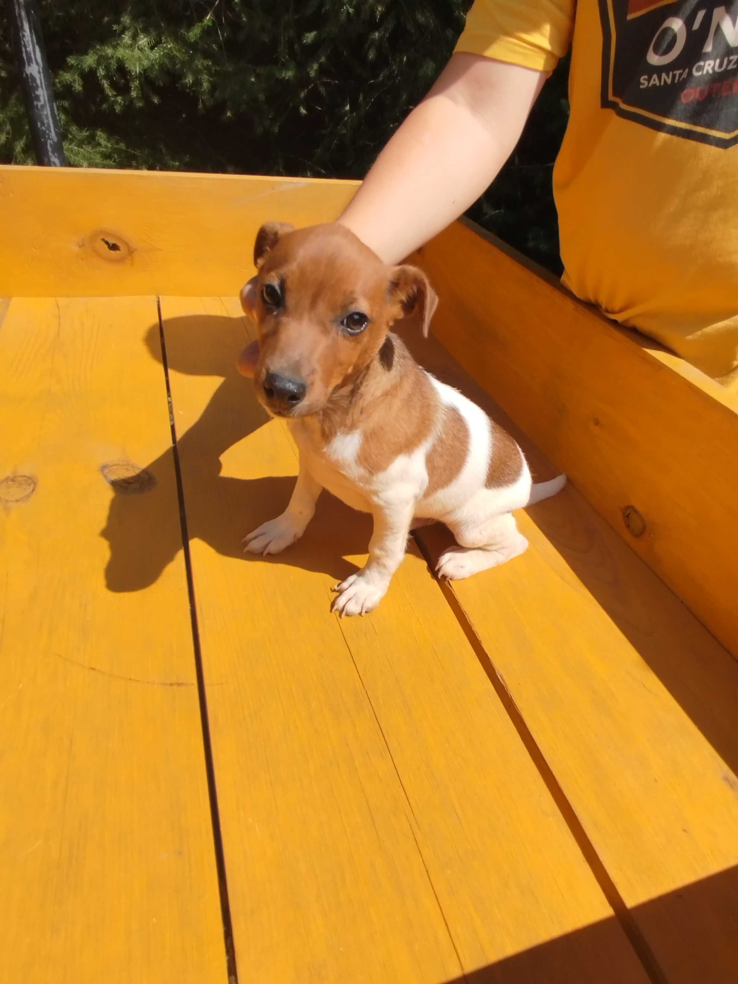 Jack Russell Terrier piesek tel.-5.7.5.3.0.2.0.3.9.