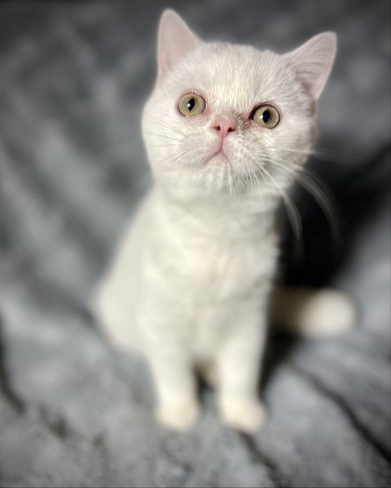 Kocur Kocurek Brytyjski