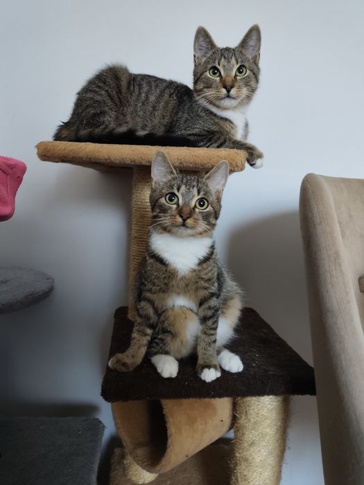 Maluchy czekają na domy