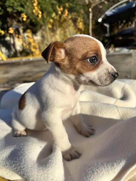 Piesek Szczeniak Jack Russell Terrier posiada Rodowód