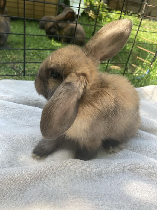 Króliczki mini lop