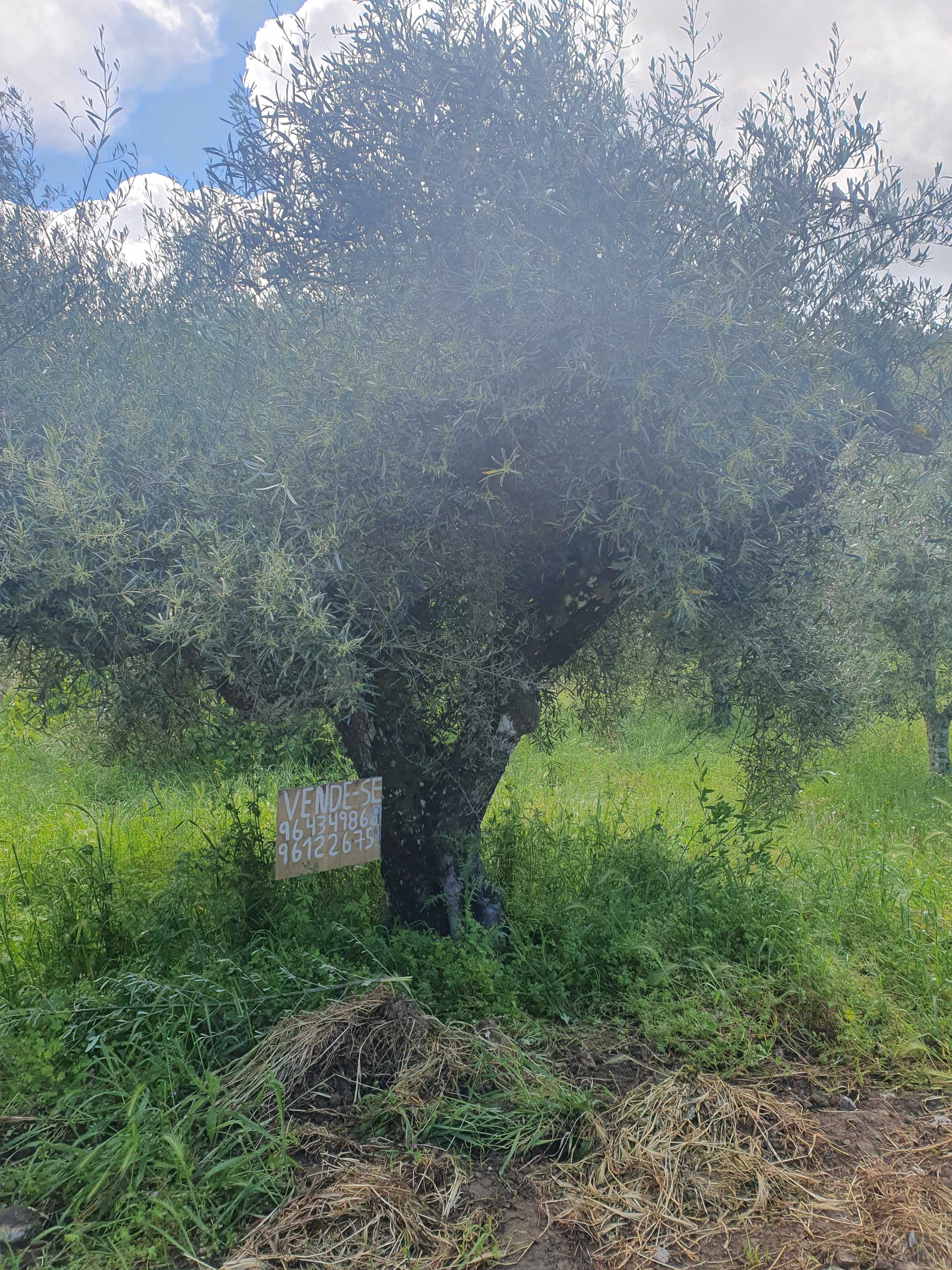 Vende se Terreno Rustico com oliveiras na aldeia de Roios, Vila Flor