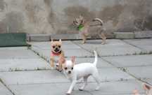 Chihuahua chlopak krótkowłosy FCI