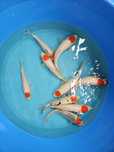 Carpa Koi - TOSAI HQ - TANCHO KOHAKU/GOSHIKI/SANKE