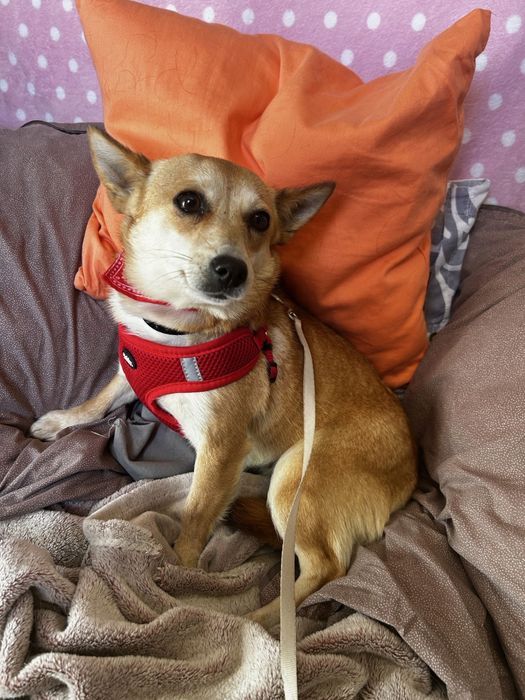 Suczka do adopcji KRUSZYNKA