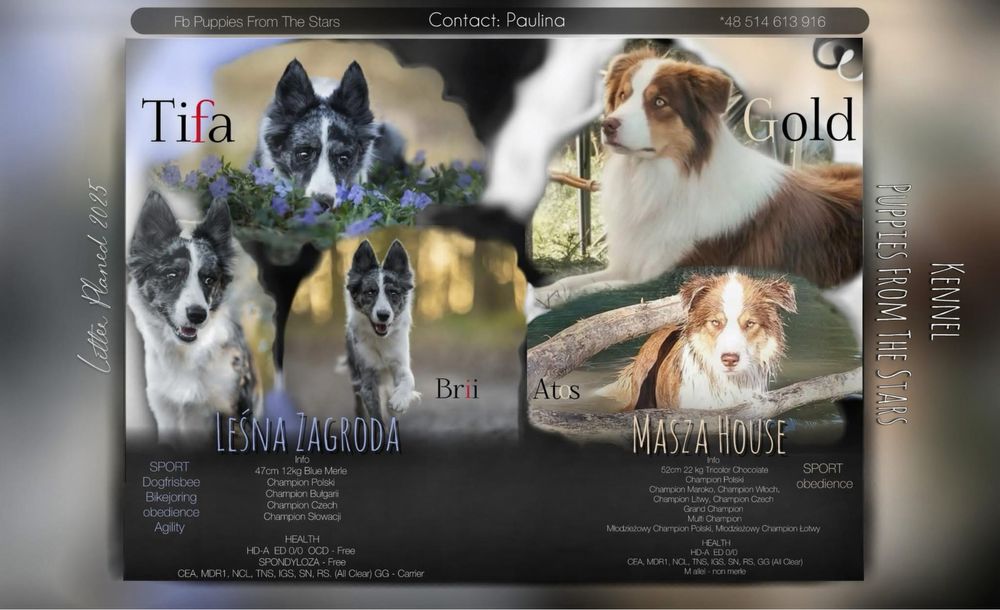 Suczka Border Collie Black&White