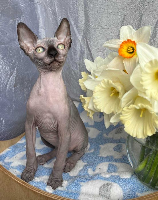 Канадські сфінкси хлопчики Табі та Тако