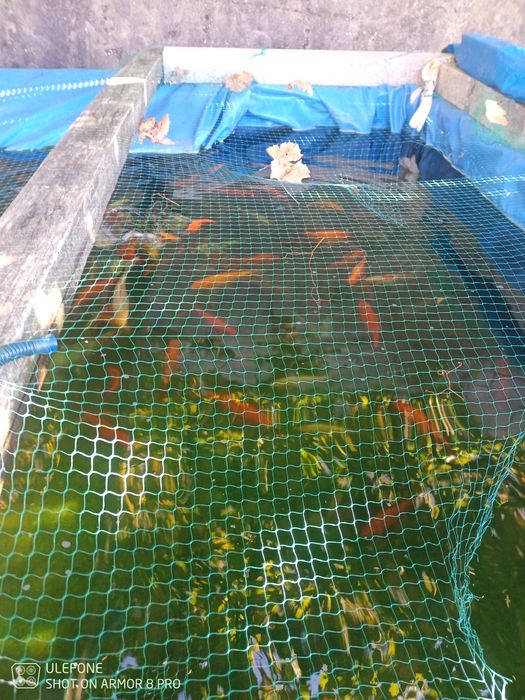 Peixes para lago