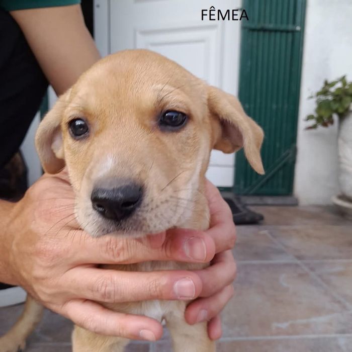 Cães para adoção