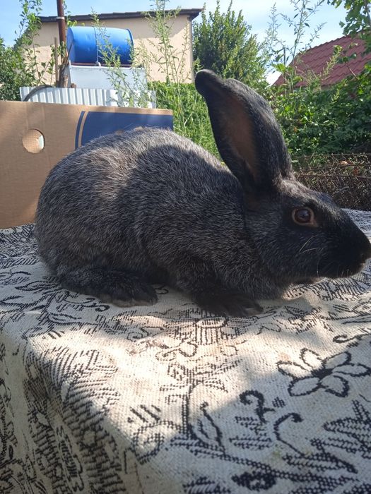 Кролі племінних порід  полтавське срібло