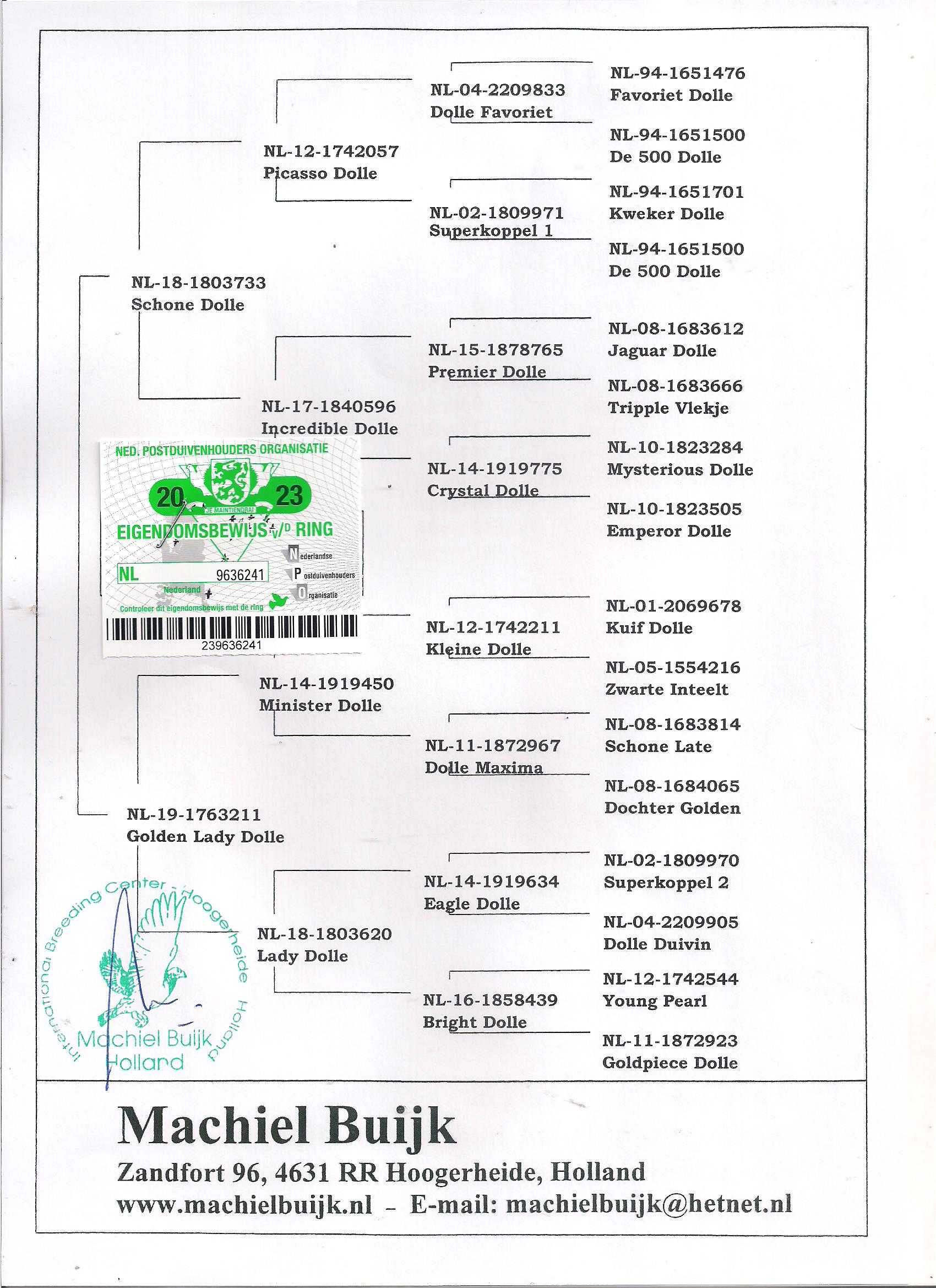 Młode Ardeny Org M. Buijk Para 133 gołębie pocztowe gołąb daleki dysta