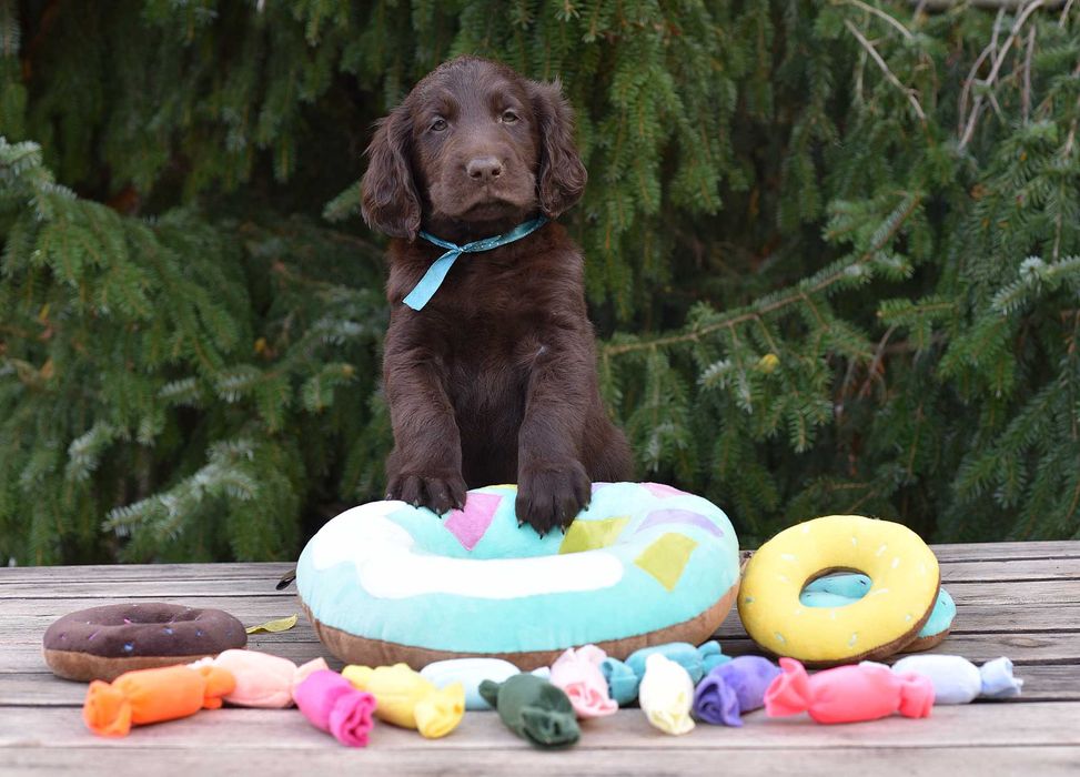 Flat Coated Retriever - czekoladowy samiec FCI/ ZKwP