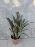 Planta em vaso Braga