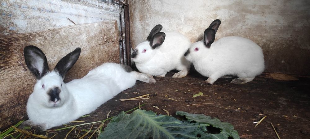Продам Кролі Каліфорнійці кролики Дрогобич