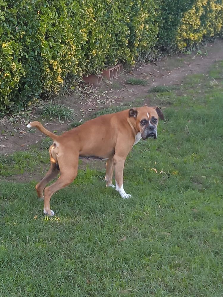 Cão senior para adoção responsavel