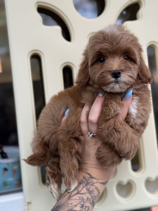 Мальтипу мини мальчик ф1 в цвете ред браун